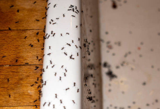 Best Bed Bug Extermination  in East Falmouth, MA